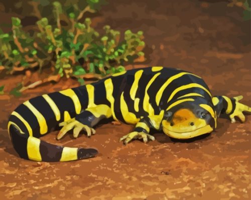 Tiger Salamander Ambystomatidae Paint By Numbers