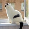 White Cat With Black Tail In Window Paint By Numbers