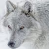 White And Grey Wolf Paint By Numbers