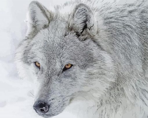 White And Grey Wolf Paint By Numbers