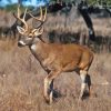 Whitetail Deer Paint By Numbers