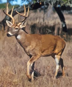 Whitetail Deer Paint By Numbers