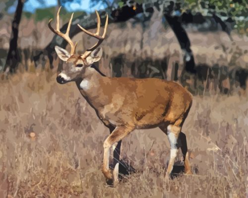 Whitetail Deer Paint By Numbers