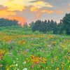 Wildflower Meadow Paint By Numbers