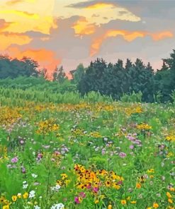 Wildflower Meadow Paint By Numbers