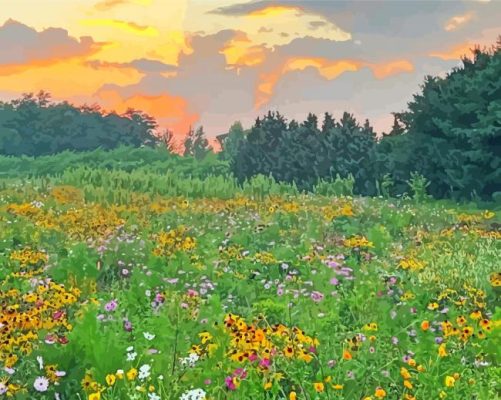 Wildflower Meadow Paint By Numbers