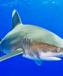 Aesthetic Oceanic Whitetip Shark Paint By Numbers