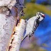 Downy Woodpecker Bird On Birch Paint By Numbers