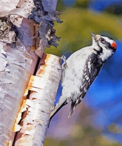 Downy Woodpecker Bird On Birch Paint By Numbers