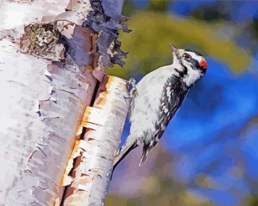 Downy Woodpecker Bird On Birch Paint By Numbers