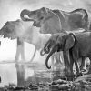 Elephants Drinking In Pond Black And White Paint By Numbers