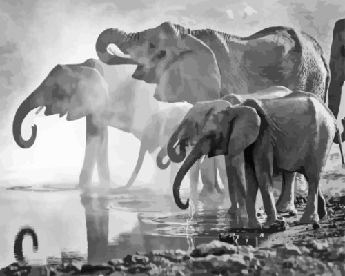 Elephants Drinking In Pond Black And White Paint By Numbers