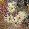 Eucalyptus Pauciflora Paint By Numbers