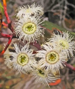 Eucalyptus Pauciflora Paint By Numbers