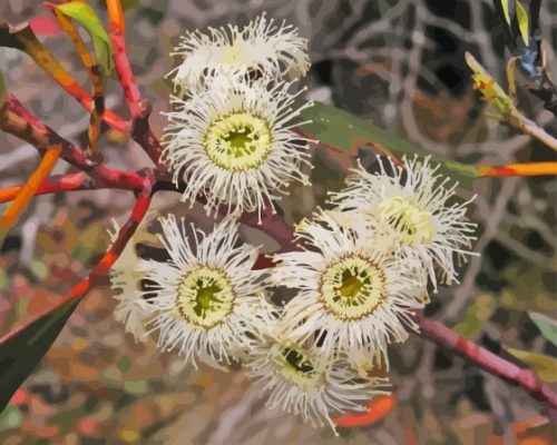 Eucalyptus Pauciflora Paint By Numbers