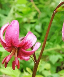 Pink Martagon Lily Paint By Numbers