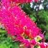 Pink Bottle Brush Plant Paint By Numbers