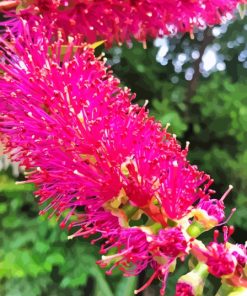 Pink Bottle Brush Plant Paint By Numbers