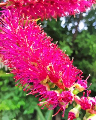 Pink Bottle Brush Plant Paint By Numbers