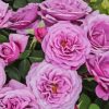 Purple Fairy Tale Roses Paint By Numbers