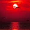 Seascape Red Sunset Paint By Numbers