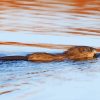 Swimming Muskrat Paint By Numbers