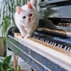 White Cat On Piano Paint By Numbers