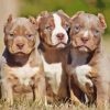 American Bully Puppies Paint By Numbers