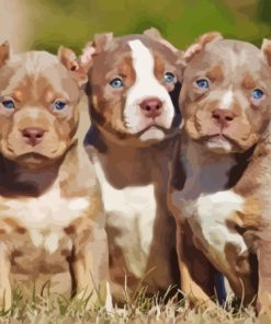 American Bully Puppies Paint By Numbers