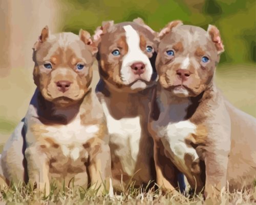 American Bully Puppies Paint By Numbers