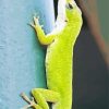 Anole Lizard On Tree Paint By Numbers