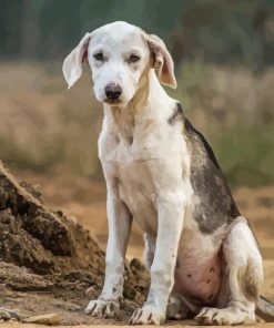 Black And White Mountain Cur Paint By Numbers