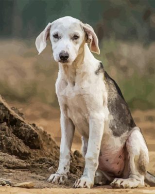 Black And White Mountain Cur Paint By Numbers