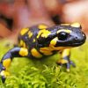 Black And Yellow Salamander Paint By Numbers