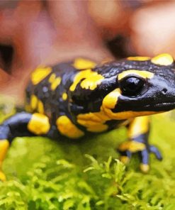 Black And Yellow Salamander Paint By Numbers