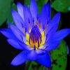 Blue Water Lily Paint By Numbers