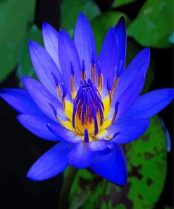 Blue Water Lily Paint By Numbers