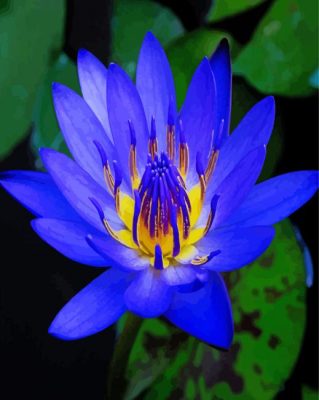 Blue Water Lily Paint By Numbers