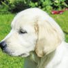 Cream Retriever Side View Paint By Numbers