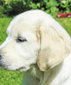 Cream Retriever Side View Paint By Numbers