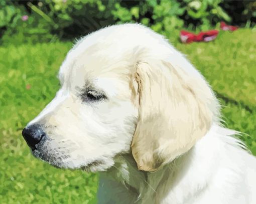 Cream Retriever Side View Paint By Numbers