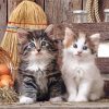 Two Kittens In A Barn Paint By Numbers