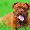 French Mastiff In Grass Paint By Numbers