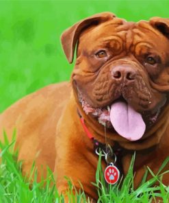 French Mastiff In Grass Paint By Numbers