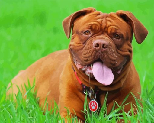 French Mastiff In Grass Paint By Numbers