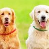 Golden And Cream Retriever Paint By Numbers