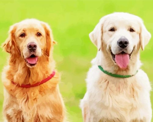 Golden And Cream Retriever Paint By Numbers