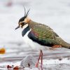 Lapwing Bird Paint By Numbers