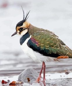 Lapwing Bird Paint By Numbers