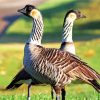 Nene Goose Paint By Numbers